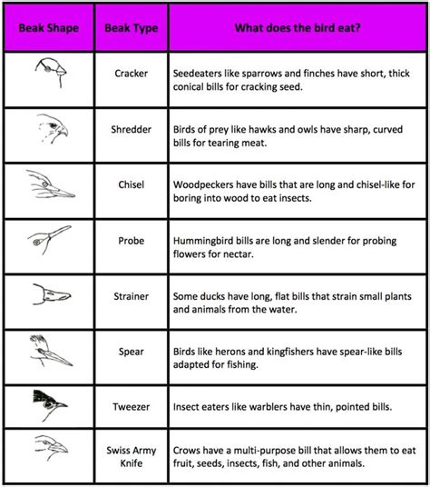 Beak-Shape-Table | Science lessons, Bird beaks, Teaching science