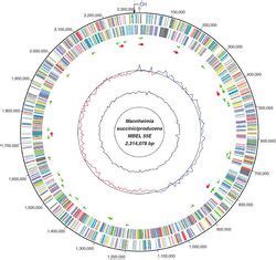 Deinococcus radiodurans NEU2011 - microbewiki