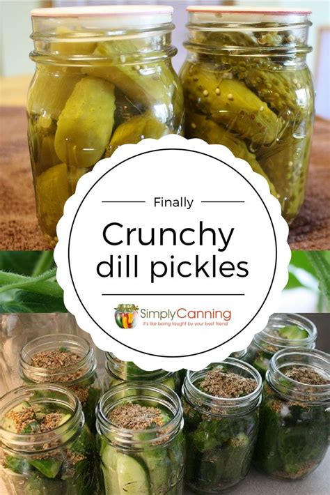 Dill Pickle Recipe: Finally, I'm Getting the Crunch! SimplyCanning | Recipe | Pickling recipes ...