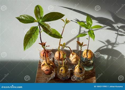 Avocado Breeds from Seeds, Avocado Seeds Stock Photo - Image of agriculture, gardening: 184311990