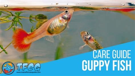 Guppy Fish Care Guide: Everything You Need To Know! | TFCG