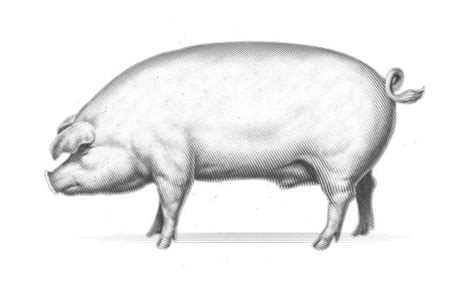 Pig Side View Stock Photos, Pictures & Royalty-Free Images - iStock