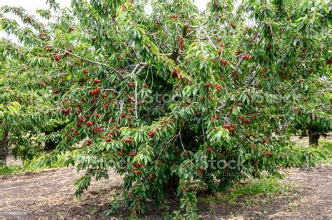 Orchard Of Ripe Van Cherries On Tree Stock Photo - Download Image Now - Agriculture, Beauty In ...