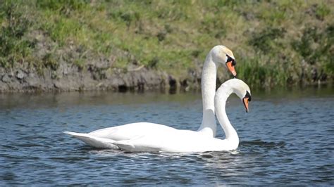 Swans Mating and swan mating Rituals - YouTube