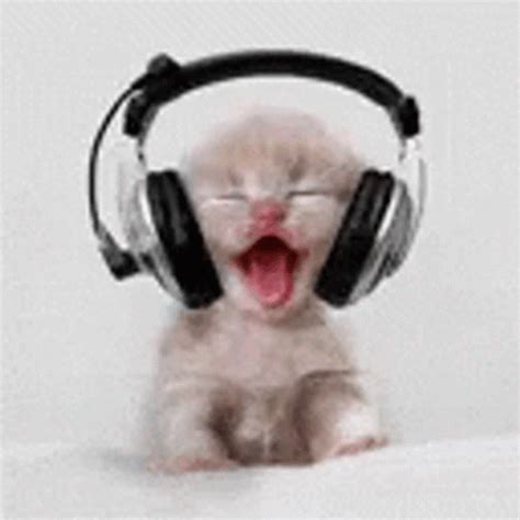 Cat Bobbing Head Listening Music Dance Jive GIF | GIFDB.com