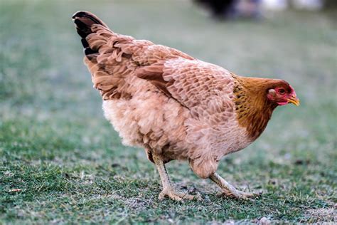 La poule : l’animal de compagnie idéal ? - Poulorama - tout sur les poules