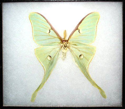 luna moth