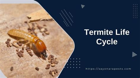 Understanding the Complex Termite Life Cycle | Sayonara Pests