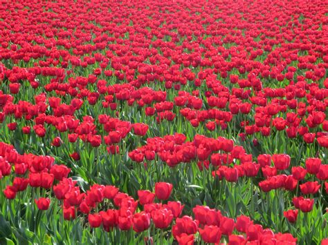 Free Images : nature, blossom, field, flower, petal, tulip, spring, red, tulips, flowering plant ...