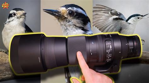 REVIEW: Sigma 150-600mm Contemporary Lens | is it WORTH IT!? - YouTube