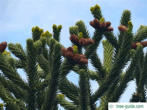 Monkey Tail Tree | Araucaria araucana