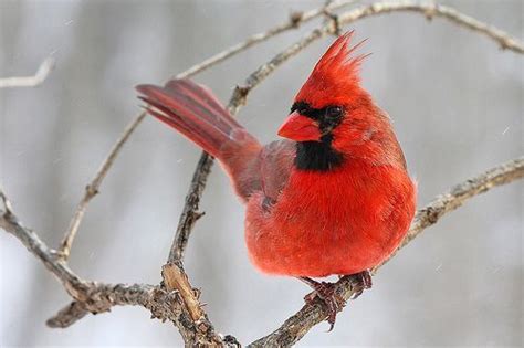 Illinois State Bird Northern Cardinal or "Redbird" | Bird, State birds ...