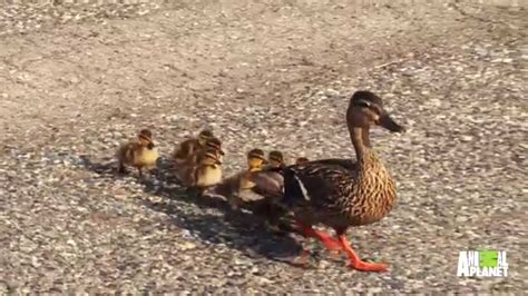 Mother Duck and Her Babies Get Help Crossing Road - YouTube