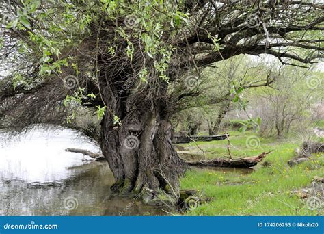 Old Willow Tree Growing by the River Stock Image - Image of summer, beauty: 174206253