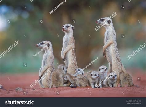 13,352 Meerkat family Images, Stock Photos & Vectors | Shutterstock