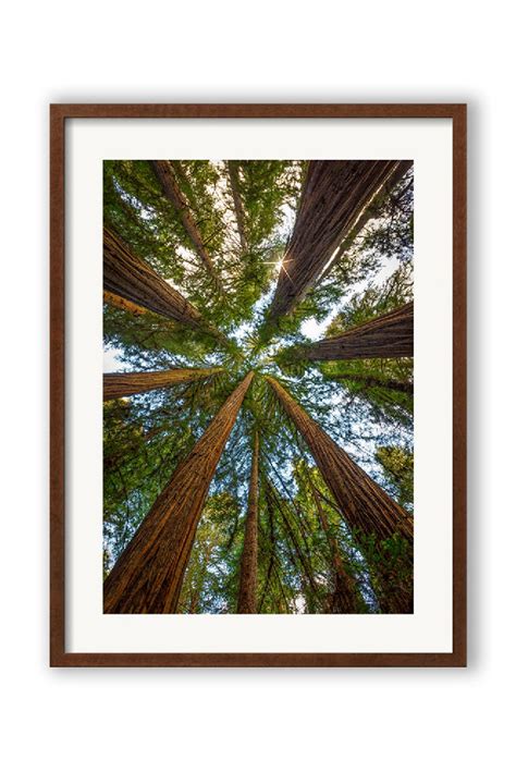 Redwood Tree Photography Large Nature Photo On Canvas Redwood | Etsy