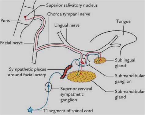 Submandibular Gland Duct Anatomy