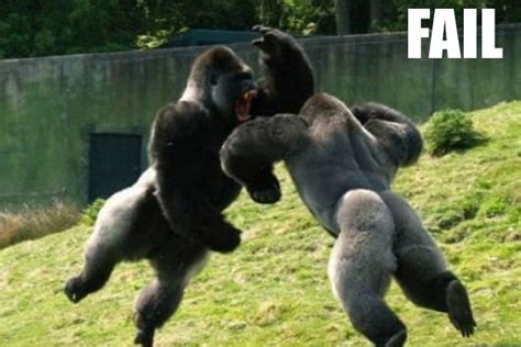 Cute Funny Animalz: Funny Animals Fails New Images 2012