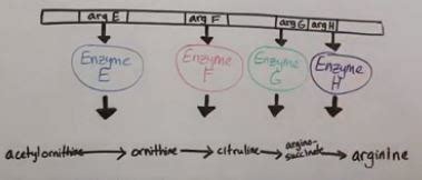 Biology final Flashcards | Quizlet