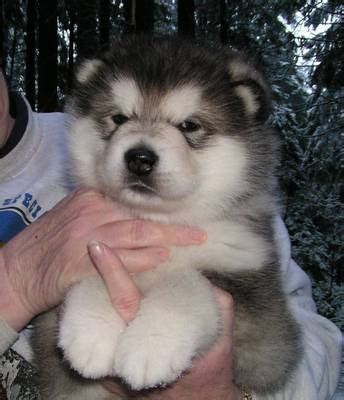 Alaskan Malamute Puppies Photos | Puppies Pictures Online