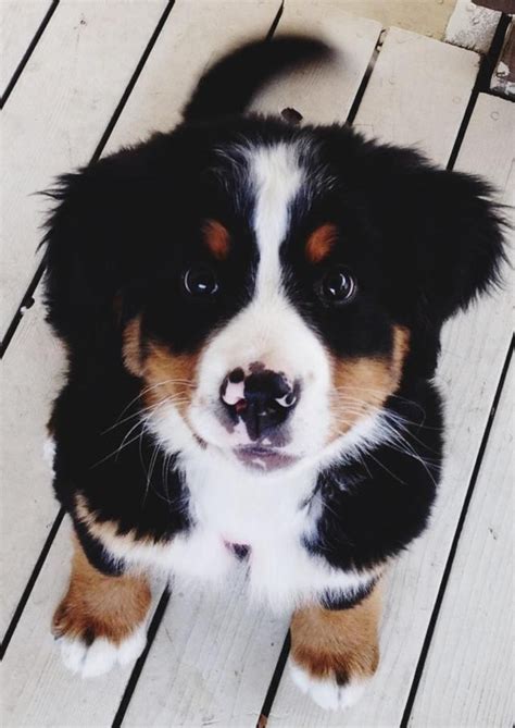 Bernese Mountain Dog Puppies | [+] CUTE PUPPIES