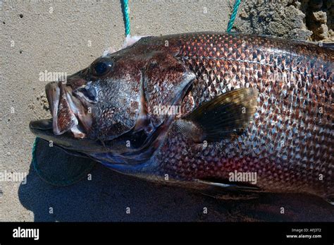 Jewfish australia hi-res stock photography and images - Alamy