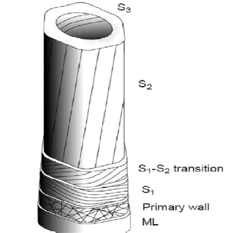 Microfibrils in the three layers of the cell wall [12]. | Download Scientific Diagram