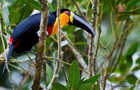 Ramphastos vitellinus ariel | Ariel, Animals, Parrot