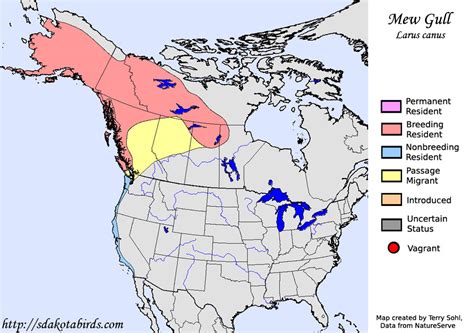 Mew Gull - Species Range Map