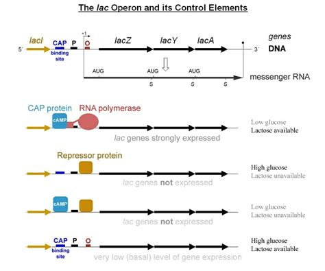 Operon - Definition, Structure and Function | Biology Dictionary