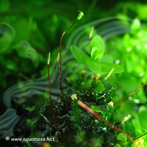 Introduction To Mosses And Aquatic Moss. Info on Java Moss, Christmas Moss, Taiwan Moss, Peacock ...