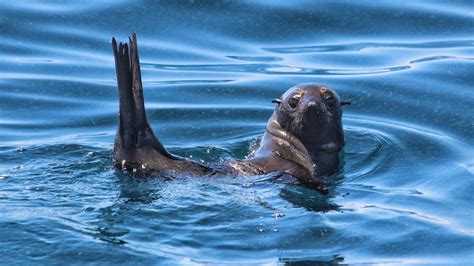 10 Facts about NZ Fur Seals | Auckland Whale & Dolphin Safari