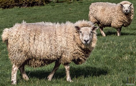 Sheep Shearing - WILD VALLEY FARMS