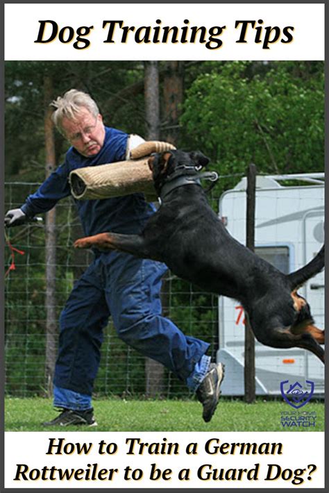 Guard Dog Training for German Rottweiler