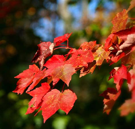 Red Sunset Maple Tree for Sale - Buying & Growing Guide - Trees.com