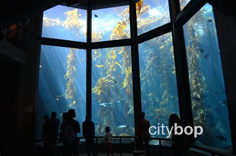 10 BEST Attractions on Cannery Row - CityBOP