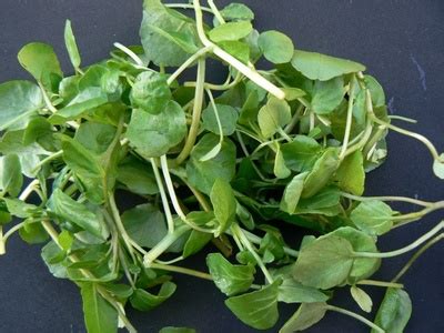 Watercress - EVIDENCE BASED NATURAL HEALTH