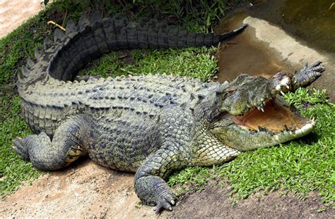 Cassius The Crocodile