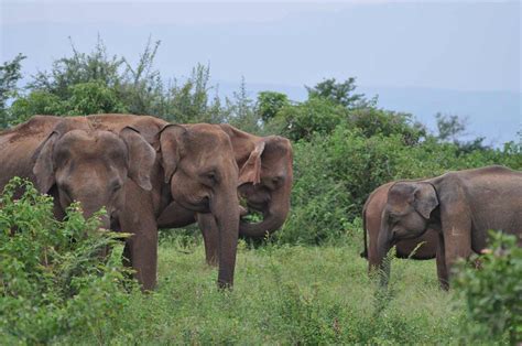 Udawalawe National Park - Grand Udawalawe Safari Resort