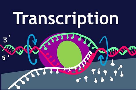 9 Extraordinary Facts About Gene Transcription Factors - Facts.net