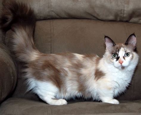 munchkin-cat want!! | Munchkin cat, Munchkin kitten, Cat breeds