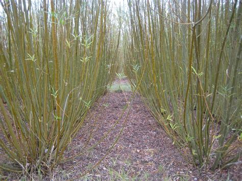 EnviroCrops invites you to two Farm Walks | Crops for Energy