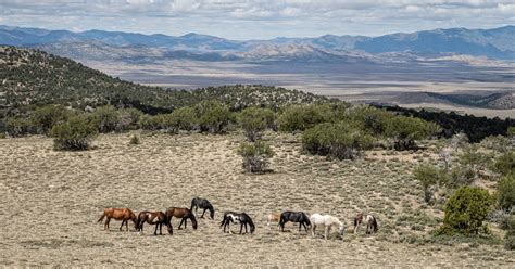 Wild Mustangs and Ghost Towns of Nevada