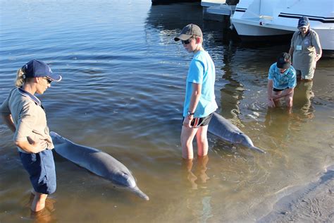 Kelso's Great Aussie Adventure: Tin Can Bay - Feeding dolphins