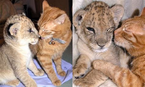 Cat and Lion Cub are Best Pals | POPSUGAR Pets