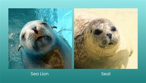 Leopard Seal Vs Sea Lion