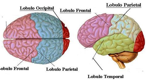 Los hemisferios cerebrales ~ Inténtalo