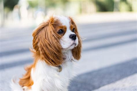 Cavalier King Charles Spaniel vs Cocker Spaniel: What's The Difference? • helloBARK!