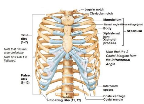 thoracic-cage-rib-cage-ribs-true-false-sternum.jpg (580×422) | Human body anatomy, Human ribs ...