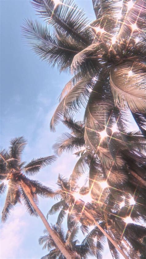 aesthetic palm trees | Palm tree photography, Palm trees wallpaper ...